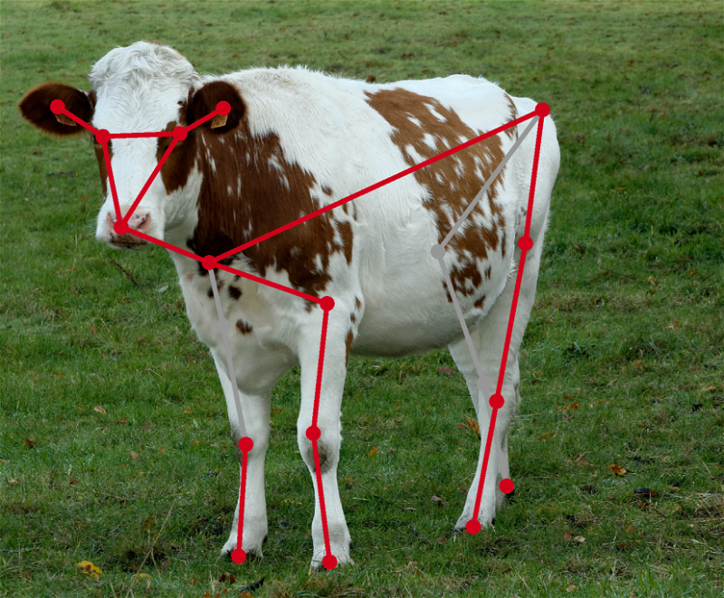 The gray line is connected to the concealed (non-visible) sections of the cow
